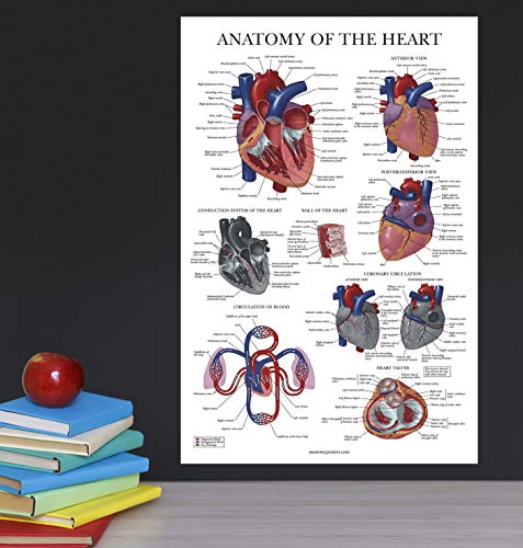 Palace Learning Heart Anatomy Poster - LAMINATED - Anatomical Chart of the Human Heart - 18" x 24"