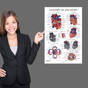 Palace Learning Heart Anatomy Poster - LAMINATED - Anatomical Chart of the Human Heart - 18" x 24"