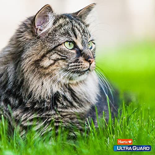 Hartz UltraGuard Pro Topical Flea & Tick Prevention for Cats & Kittens, Over 5 lbs 6 Monthly Treatments