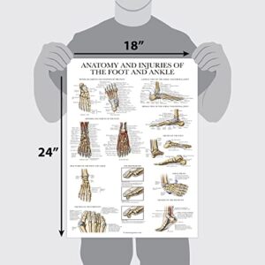 Palace Learning Laminated Anatomy and Injuries of the Foot and Ankle Poster - Anatomical Chart of Foot and Ankle Joint - 18" x 24"