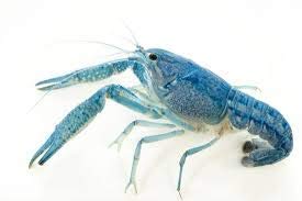 live blue procambus alleni crayfish for fish tank pond or aquarium