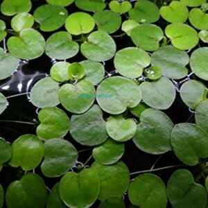 6 Amazon Frogbit (Limnobium Laevigatum), Live Aquarium/Aquatic Floating Plant by Aqua L'amour