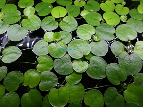 6 Amazon Frogbit (Limnobium Laevigatum), Live Aquarium/Aquatic Floating Plant by Aqua L'amour