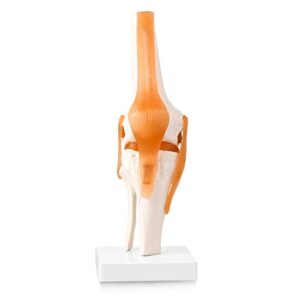 LYOU Human Knee Joint Model with Knee Ligament, Life Size Anatomical Knee Joint Flexible Skeleton Model, Perfect for Medical Learning and Teaching