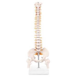 lyou miniature spine anatomy model, 15.5" mini vertebral column model with spinal nerves, pelvis, femur, mounted on a base