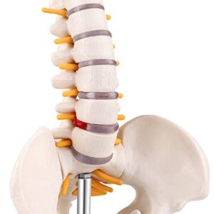 LYOU Miniature Spine Anatomy Model, 15.5" Mini Vertebral Column Model with Spinal Nerves, Pelvis, Femur, Mounted On a Base