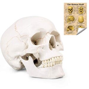 life size human skull head model - human skull anatomical model medical quality, detached mandible and skull cap - 3 parts