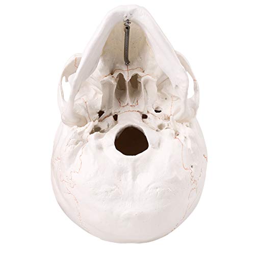 Life Size Human Skull Head Model - Human Skull Anatomical Model Medical Quality, Detached Mandible and Skull Cap - 3 Parts