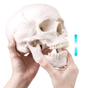 Life Size Human Skull Head Model - Human Skull Anatomical Model Medical Quality, Detached Mandible and Skull Cap - 3 Parts