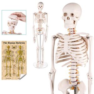mini human skeleton anatomy model - science classroom skeleton model tool, teaching and learning aids - 1/2 life size