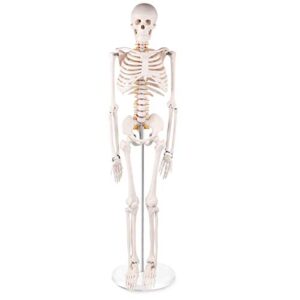 Mini Human Skeleton Anatomy Model - Science Classroom Skeleton Model Tool, Teaching and Learning Aids - 1/2 Life Size