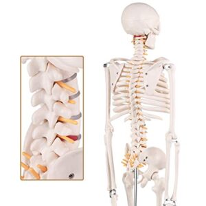 Mini Human Skeleton Anatomy Model - Science Classroom Skeleton Model Tool, Teaching and Learning Aids - 1/2 Life Size