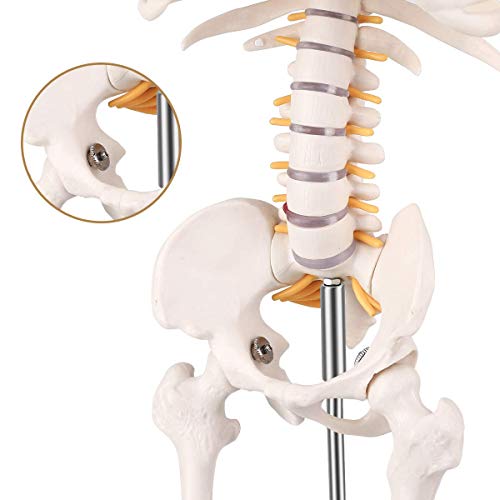 Mini Human Skeleton Anatomy Model - Science Classroom Skeleton Model Tool, Teaching and Learning Aids - 1/2 Life Size