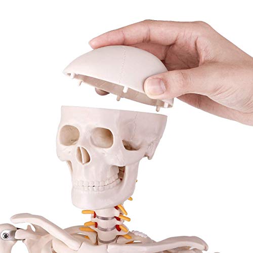 Mini Human Skeleton Anatomy Model - Science Classroom Skeleton Model Tool, Teaching and Learning Aids - 1/2 Life Size