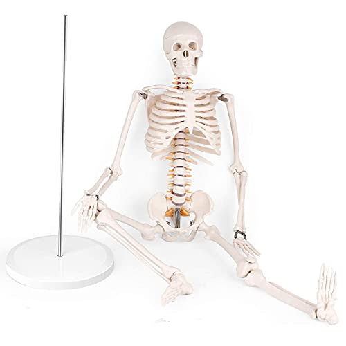 Mini Human Skeleton Anatomy Model - Science Classroom Skeleton Model Tool, Teaching and Learning Aids - 1/2 Life Size