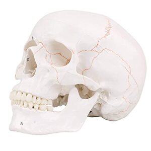 life size 3-parts numbered skull model with full set of teeth ,removable skull cap and articulated mandible, detailed product poster includes