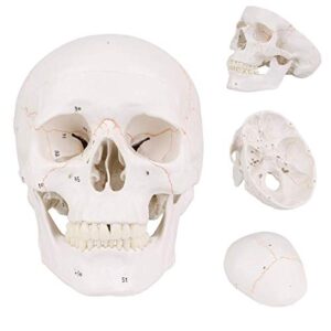 Life Size 3-parts numbered Skull Model with Full Set of Teeth ,Removable Skull Cap and Articulated Mandible, Detailed Product Poster Includes