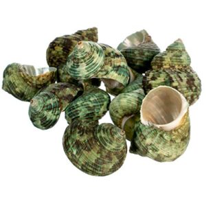 hermit crab shells | turbo shells | 12 green stenuous turbo shells | opening size 0.5" - 1" | hermit crab house for décor | plus free nautical ebook by joseph rains