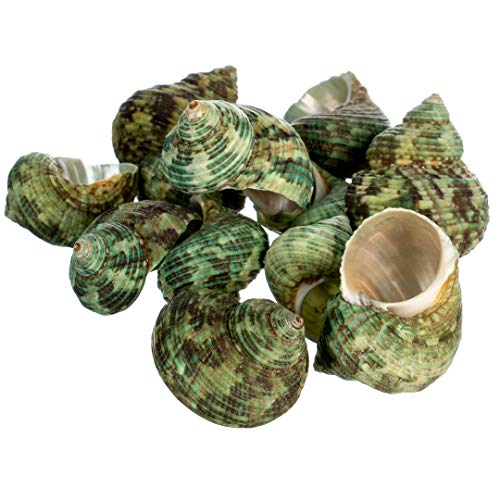 Hermit Crab Shells | Turbo Shells | 12 Green Stenuous Turbo Shells | Opening Size 0.5" - 1" | Hermit Crab House for Décor | Plus Free Nautical eBook by Joseph Rains