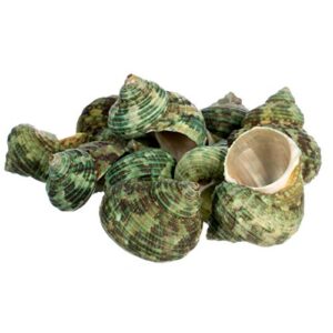 Hermit Crab Shells | Turbo Shells | 12 Green Stenuous Turbo Shells | Opening Size 0.5" - 1" | Hermit Crab House for Décor | Plus Free Nautical eBook by Joseph Rains