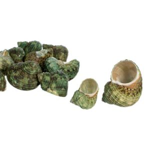 Hermit Crab Shells | Turbo Shells | 12 Green Stenuous Turbo Shells | Opening Size 0.5" - 1" | Hermit Crab House for Décor | Plus Free Nautical eBook by Joseph Rains