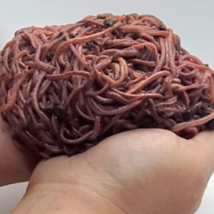 HomeGrownWorms.com - 2000+ Red Wigglers (2LBS) - Composting Red Wiggler Worms - Live Delivery Guaranteed! - Vermicomposting Garden Red Wrigglers - Eisenia Fetida