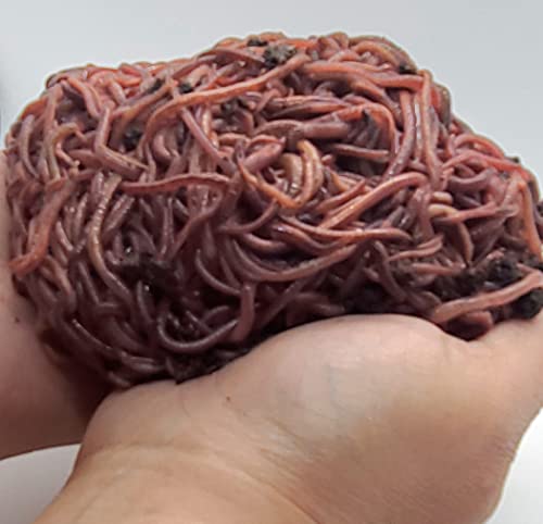 HomeGrownWorms.com - 2000+ Red Wigglers (2LBS) - Composting Red Wiggler Worms - Live Delivery Guaranteed! - Vermicomposting Garden Red Wrigglers - Eisenia Fetida