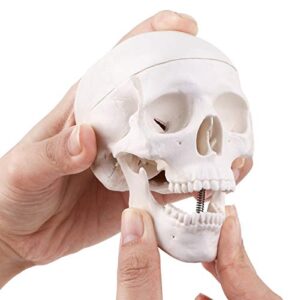 Mini Skull Model - 3 Parts Small Size Human Anatomical Anatomy Medical Teaching Skeleton Head Studying