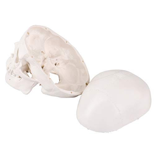 Mini Skull Model - 3 Parts Small Size Human Anatomical Anatomy Medical Teaching Skeleton Head Studying