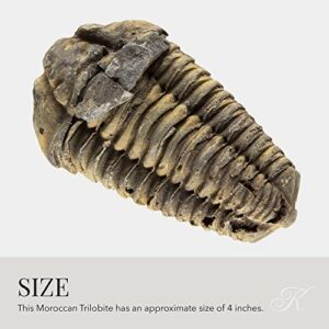 KALIFANO Authentic Large Arthropod Calymene Trilobite Fossil from Morocco - Marine Trilobita/Calymene for Fossil Collections and Education Purposes (Information Card Included)