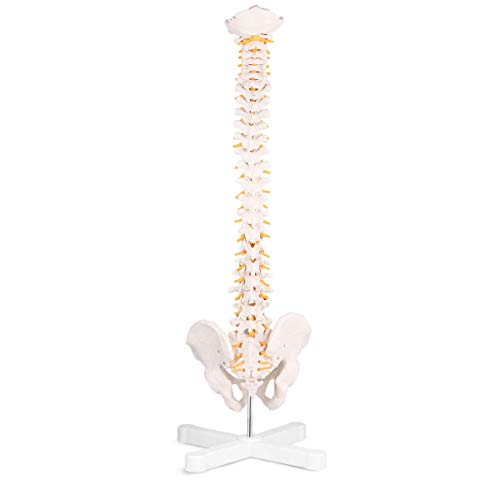 LYOU Flexible Spine Model, 34'' Life Size Spine Anatomical Model with Vertebrae, Nerves, Arteries, Lumbar Column and Male Pelvis, Colorful Poster Include