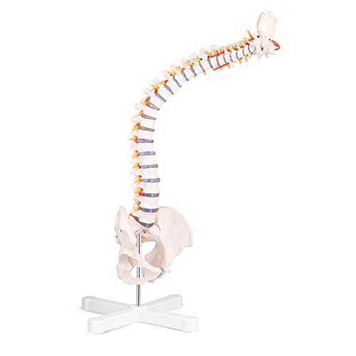 LYOU Flexible Spine Model, 34'' Life Size Spine Anatomical Model with Vertebrae, Nerves, Arteries, Lumbar Column and Male Pelvis, Colorful Poster Include