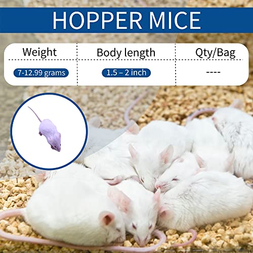 MiceDirect Frozen Hopper Mice Feeders Baby Ball Pythons & Red Tail Boas, Sub Adult Milks (25 Count)