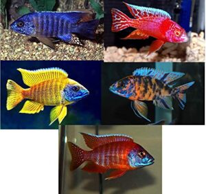 family of (5) african cichlids 2" live tropical fish assorted alonocara peacock cichlid fish