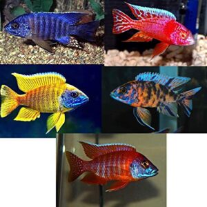 Family of (5) African Cichlids 2" Live Tropical Fish Assorted Alonocara Peacock Cichlid Fish