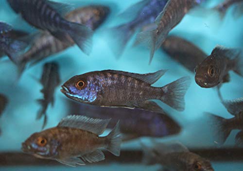 Family of (5) African Cichlids 2" Live Tropical Fish Assorted Alonocara Peacock Cichlid Fish