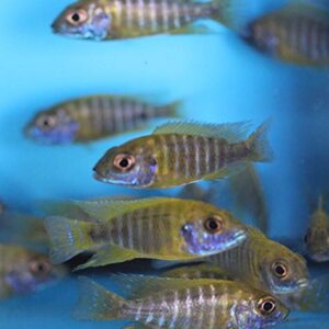 Family of (5) African Cichlids 2" Live Tropical Fish Assorted Alonocara Peacock Cichlid Fish