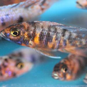 Family of (5) African Cichlids 2" Live Tropical Fish Assorted Alonocara Peacock Cichlid Fish