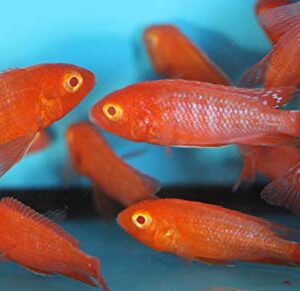 Family of (5) African Cichlids 2" Live Tropical Fish Assorted Alonocara Peacock Cichlid Fish