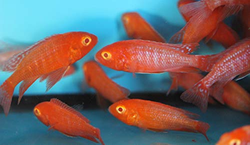 Family of (5) African Cichlids 2" Live Tropical Fish Assorted Alonocara Peacock Cichlid Fish