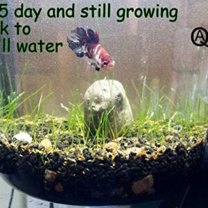 Freshwater Aquarium Dwarf Hairgrass Seeds Foreground or Carpeting in Planted Fish Tank Betta Will Love it.