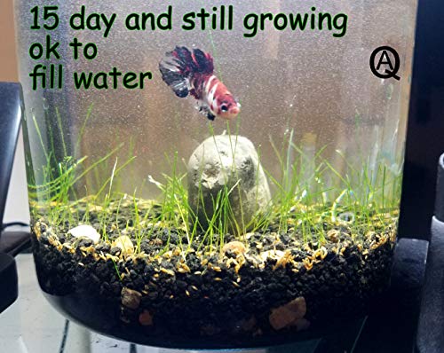 Freshwater Aquarium Dwarf Hairgrass Seeds Foreground or Carpeting in Planted Fish Tank Betta Will Love it.