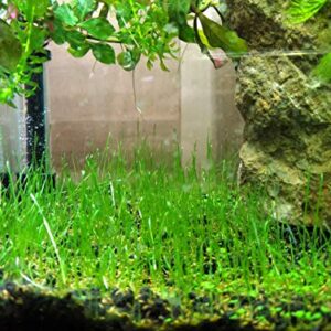Freshwater Aquarium Dwarf Hairgrass Seeds Foreground or Carpeting in Planted Fish Tank Betta Will Love it.