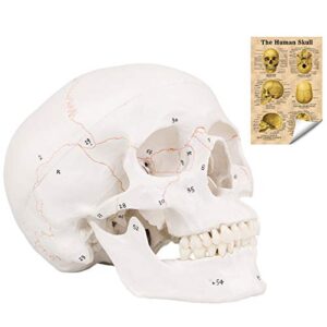 lyou human skull model with newest laser-etched fonts, life size adult human anatomy head skeleton model with removable skull cap and articulated mandible, labelled diagram poster includes