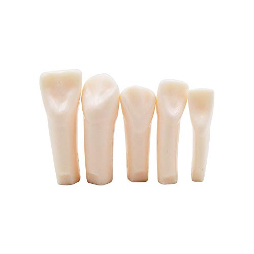 32pcs Removable Teeth Piece for Typodont Teeth Model Compatible with Kilgore Nissin for Teaching, Study