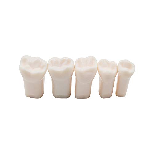 32pcs Removable Teeth Piece for Typodont Teeth Model Compatible with Kilgore Nissin for Teaching, Study