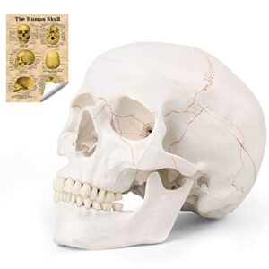 lyou human skull anatomical model, new version life size 3 part adult human anatomy head skeleton model with removable skull cap and moving jaw, hand-painted in color suture line