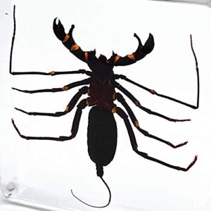 Real Animal Insect Whip Scorpion Specimen Paperweight Typopeltis Niger Taxidermy Science Classroom Specimen for Science Education