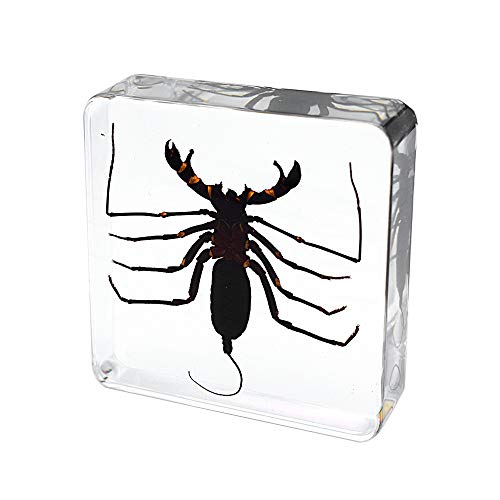 Real Animal Insect Whip Scorpion Specimen Paperweight Typopeltis Niger Taxidermy Science Classroom Specimen for Science Education