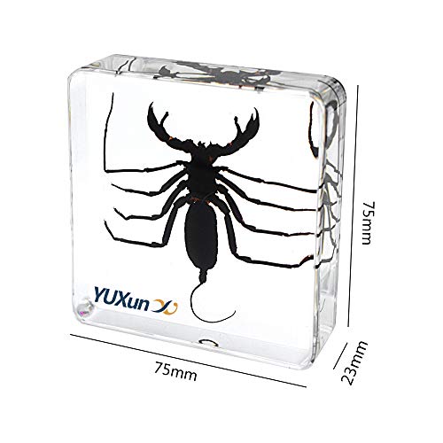 Real Animal Insect Whip Scorpion Specimen Paperweight Typopeltis Niger Taxidermy Science Classroom Specimen for Science Education